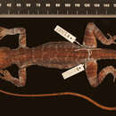 Image of Anolis baleatus multistruppus Schwartz 1974