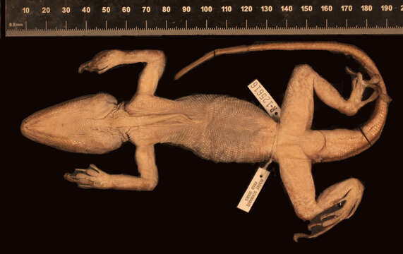 Image of Anolis baleatus litorisilva Schwartz 1974