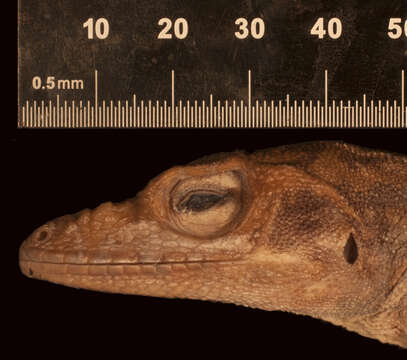 Image of Anolis baleatus litorisilva Schwartz 1974