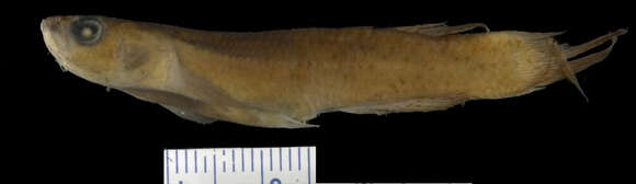 صورة Cynodonichthys montium (Hildebrand 1938)