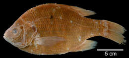 Image of Redear Sunfish