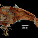 Image of fourbarbel netdevil
