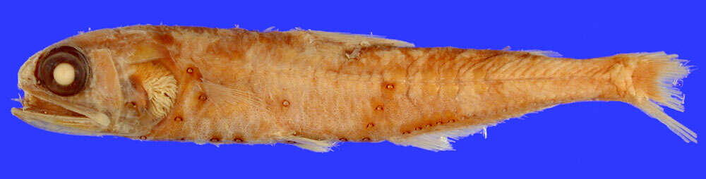 Image of Golden lanternfish