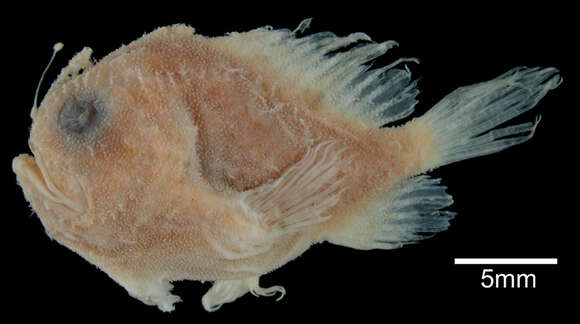 Image of Singlespot Frogfish