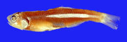 Image of Bigfin anchovy