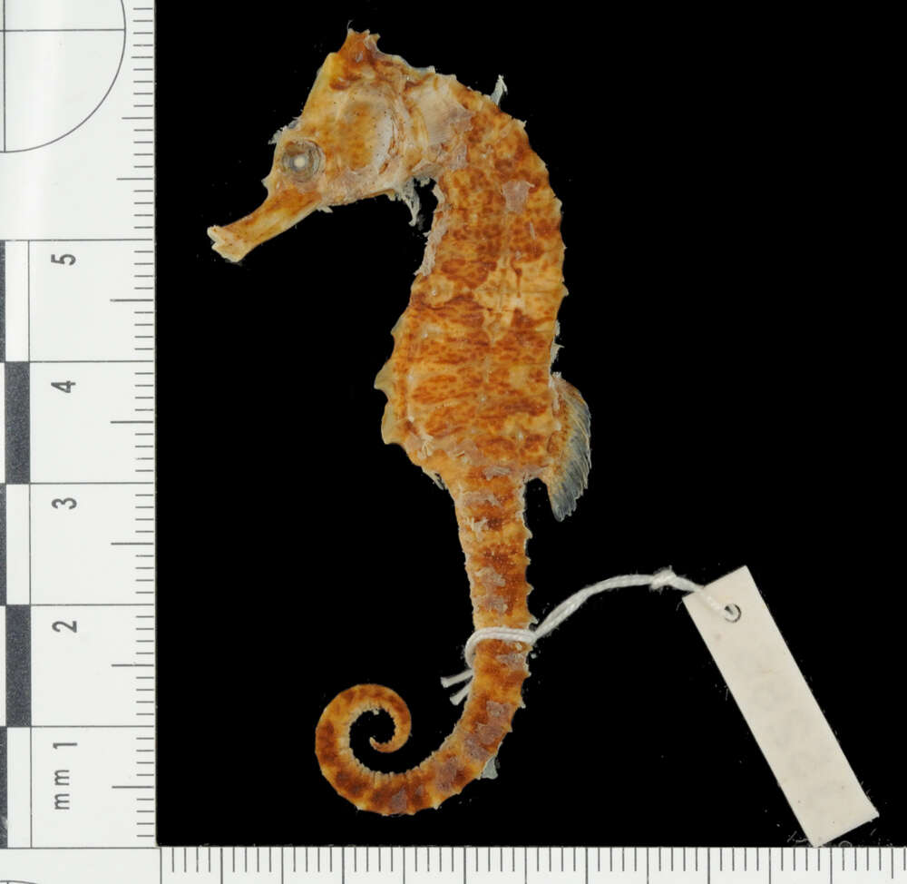 Image of Lined Seahorse