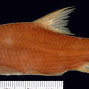 Image of <i>Cyclocheilichthys coolidgei</i>