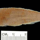 Image of Barilius ponticulus (Smith 1945)