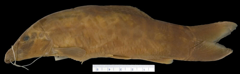 Image of Banded loach