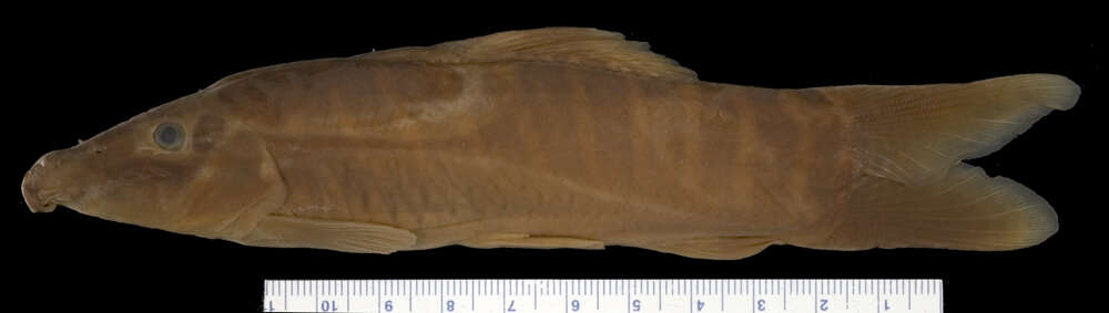 Image of Banded loach