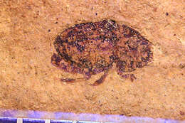 Image of <i>Aphodius mediaevus</i> Wickham 1914