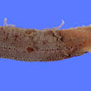 Image of Sooty dragonfish