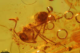 Image of False Honey Ants