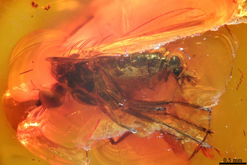 Plancia ëd Dolichopodidae