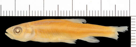 Image of Southern Redbelly Dace