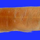 Image of <i>Esox ornatus</i>