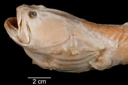 صورة Cryptacanthodes maculatus Storer 1839