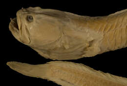 Image of Wrymouth