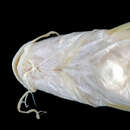 Image of <i>Pimelodus olivaceus</i>