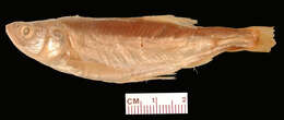 Image of Roundtail Chub