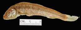 Image of Roundnose minnow