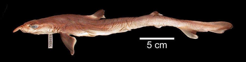 Image of Galeorhinus