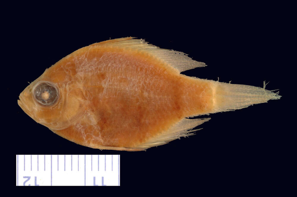 Image of Blackbanded Sunfish