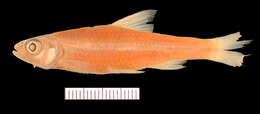 Image of Bigeye Shiner