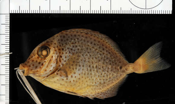 صورة Prionurus punctatus Gill 1862