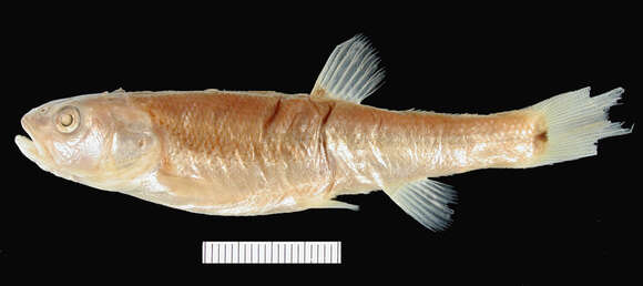 Image of Creek Chub