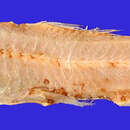 Image of Dogtooth lampfish