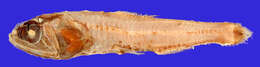 Image of Dogtooth Lampfish