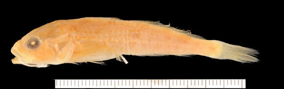 Image of Slimy Sculpin