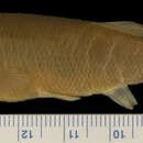 Image of Bass-colored goodeid