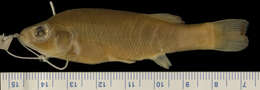 Image of Bass-colored goodeid