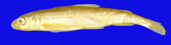 Image of Pygmy whitefish