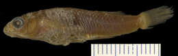 Sivun Marmorimoskiittokala kuva