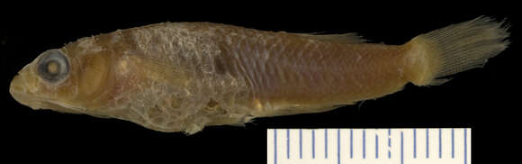 Image of Eastern Mosquitofish