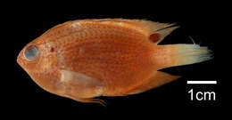 Image of Ocellate damselfish