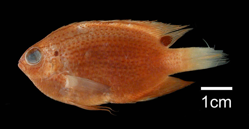 Image of Ocellate damselfish