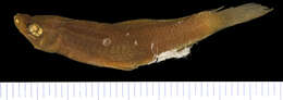 Image of Russetfin Topminnow