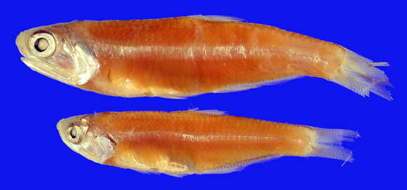 Image of Anchovy