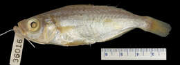 Image of Xenichthys