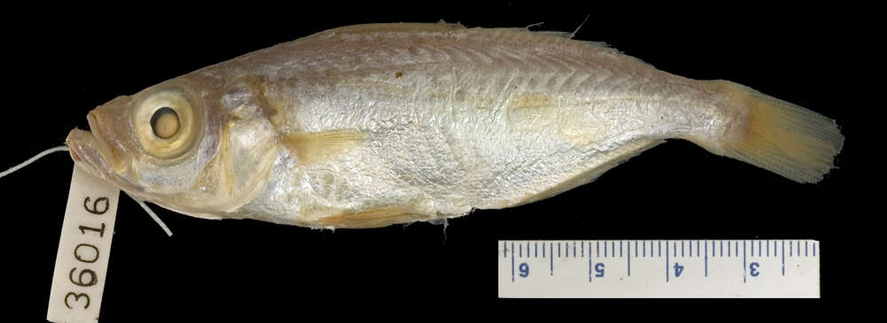 Image of Xenichthys