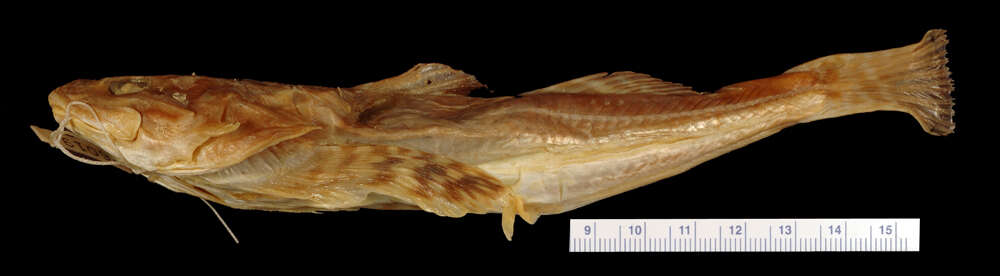 Image of Pacific staghorn sculpins