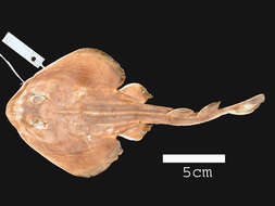 Image of Batoidea