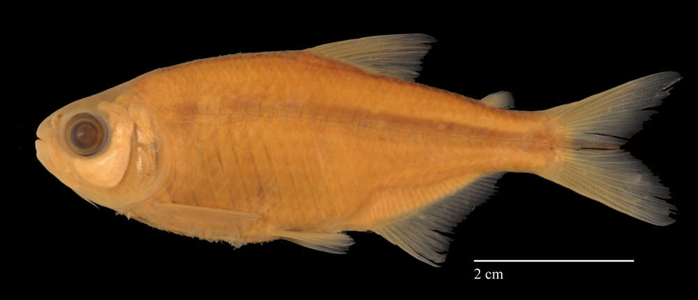 Image of Mexican Tetra