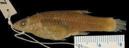 Image of Toothy Topminnow