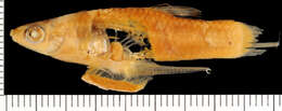 Image of Toothy Topminnow