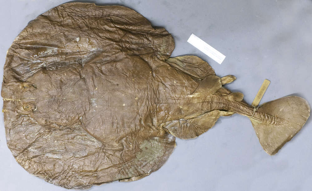 Image of electric ray